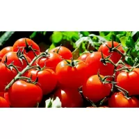 Как правильно поливать помидоры в теплице из поликарбоната: полное руководство